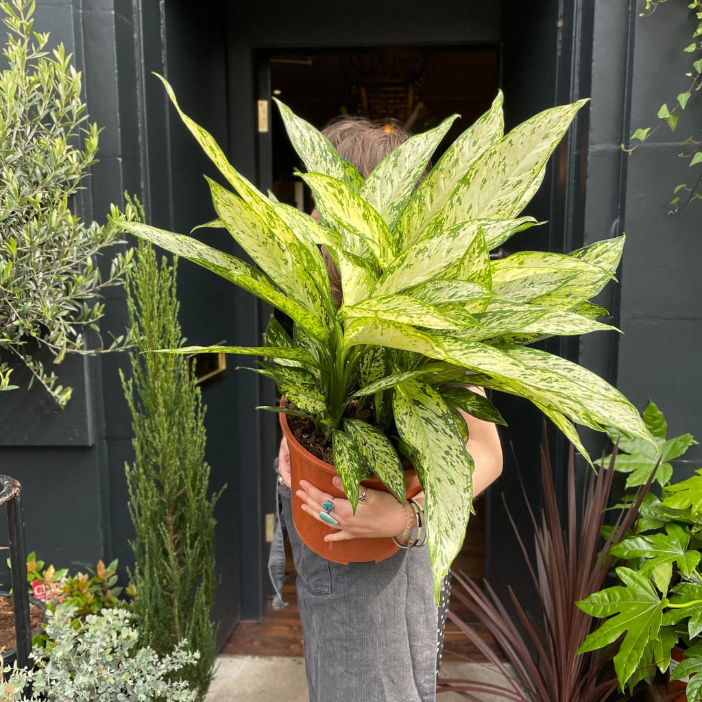 dieffenbachia maculata vesuvius Dieffenbachia 'Vesuvius' (27cm pot)