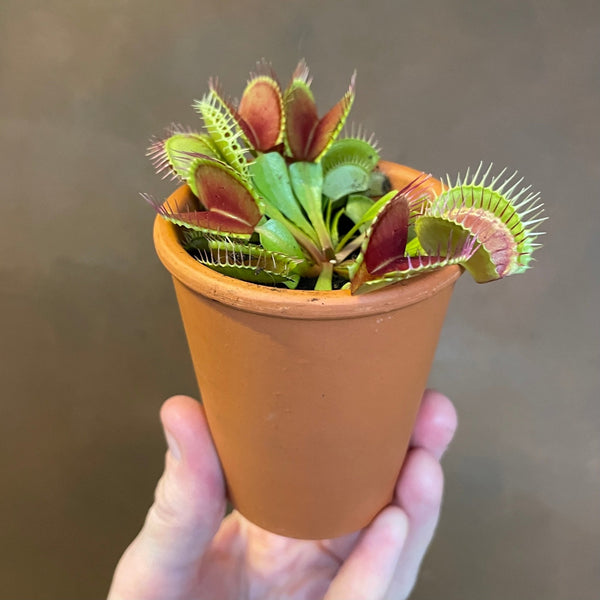 Venus Fly Trap | Dionaea muscipula