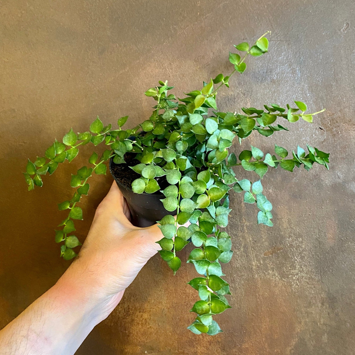 Dischidia ruscifolia