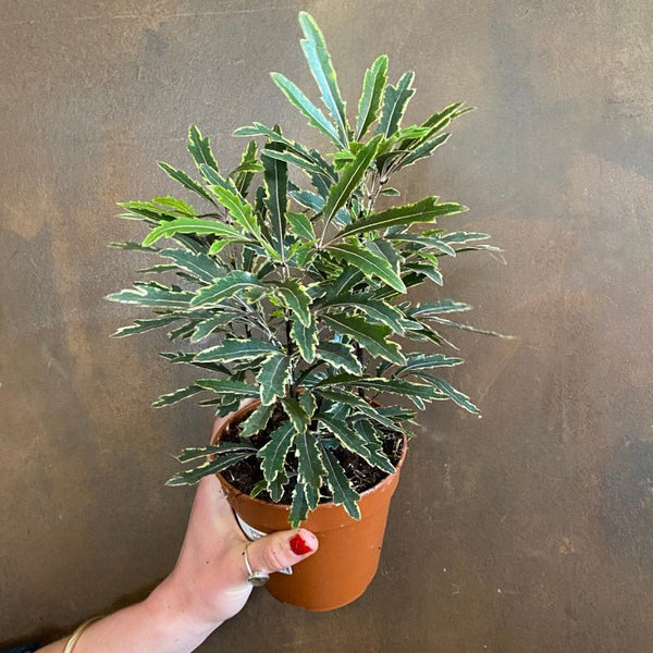 Dizygotheca 'Bianca'
