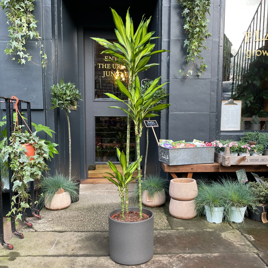 dracaena cintho outdoor Dracaena 'Cintho Lemon'