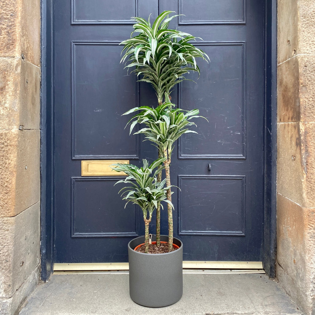 Dracaena 'Compacta Variegata'