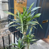 Dracaena fragrans 'Ulises' (180cm) - grow urban. UK