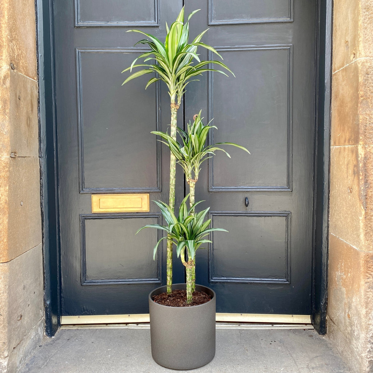 Dracaena fragrans 'Ulises' (24cm pot)
