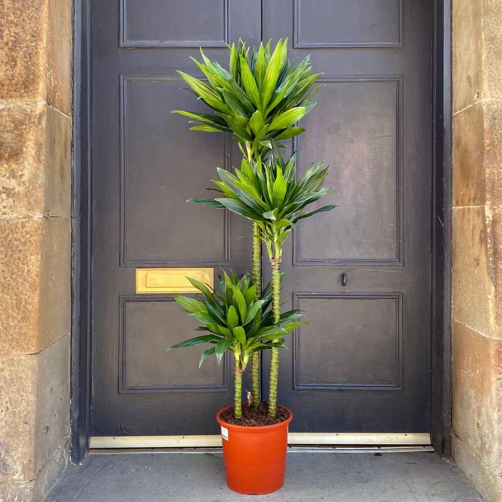 green jewel dracaena Dracaena 'Green Jewel' (24cm pot)
