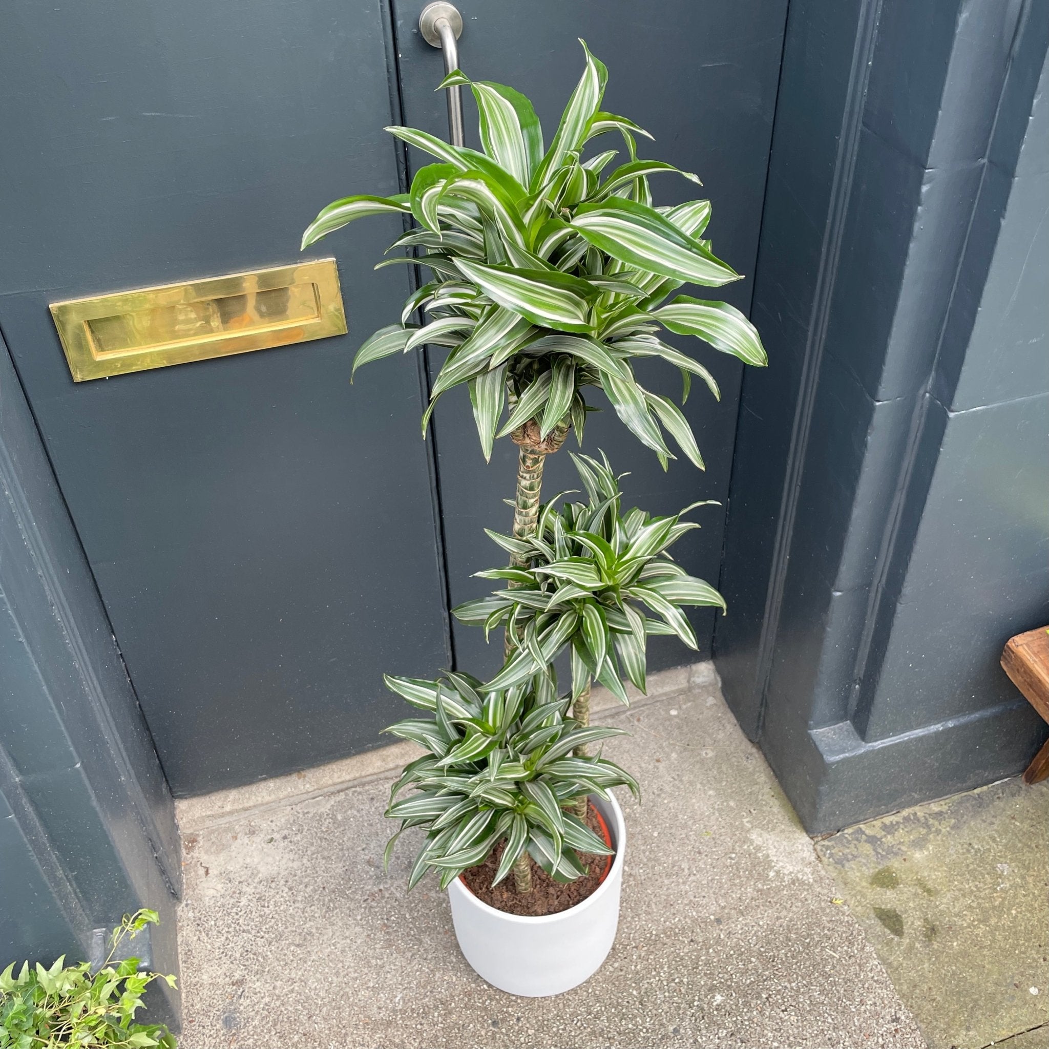 Dracaena ‘Jade Jewel’ (24cm pot) - grow urban. UK