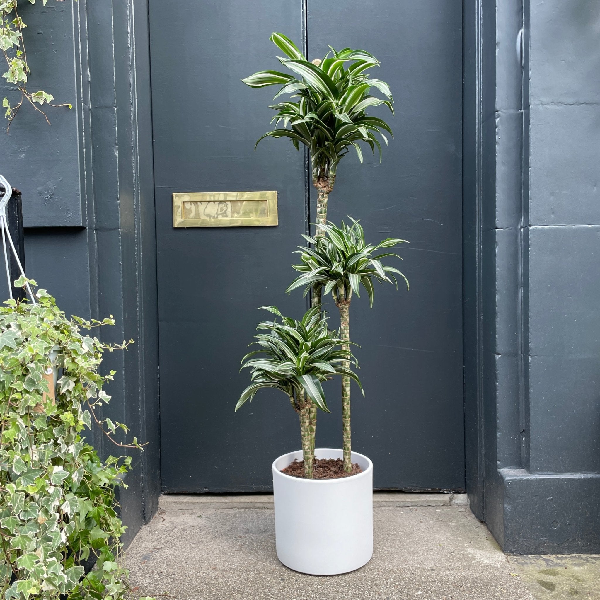 Dracaena ‘Jade Jewel’ (24cm pot) - grow urban. UK