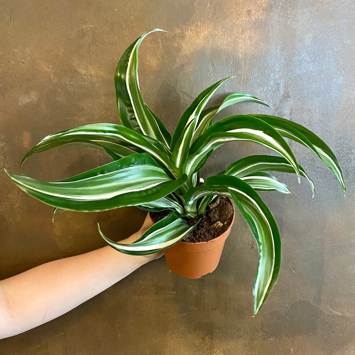 dracaena warneckii jade jewel Dracaena 'Jade Jewel'