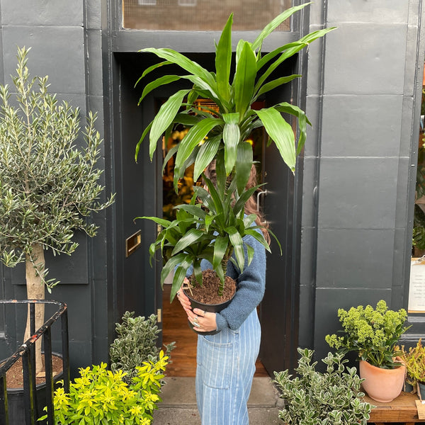Dracaena 'Janet Craig' (120cm) - grow urban. UK