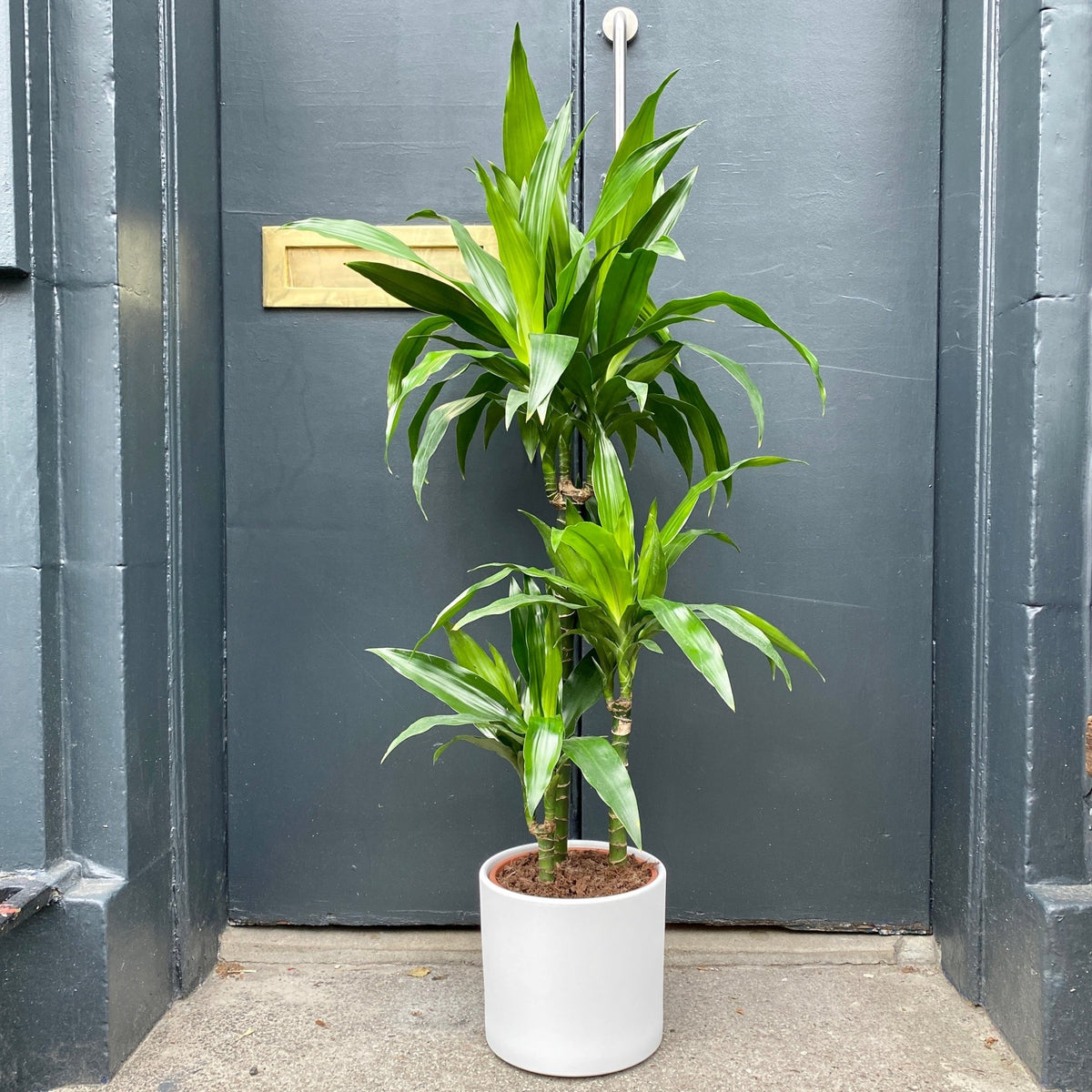 dracaena janet craig wikipedia Dracaena 'Janet Craig' 120cm – Corn Plant