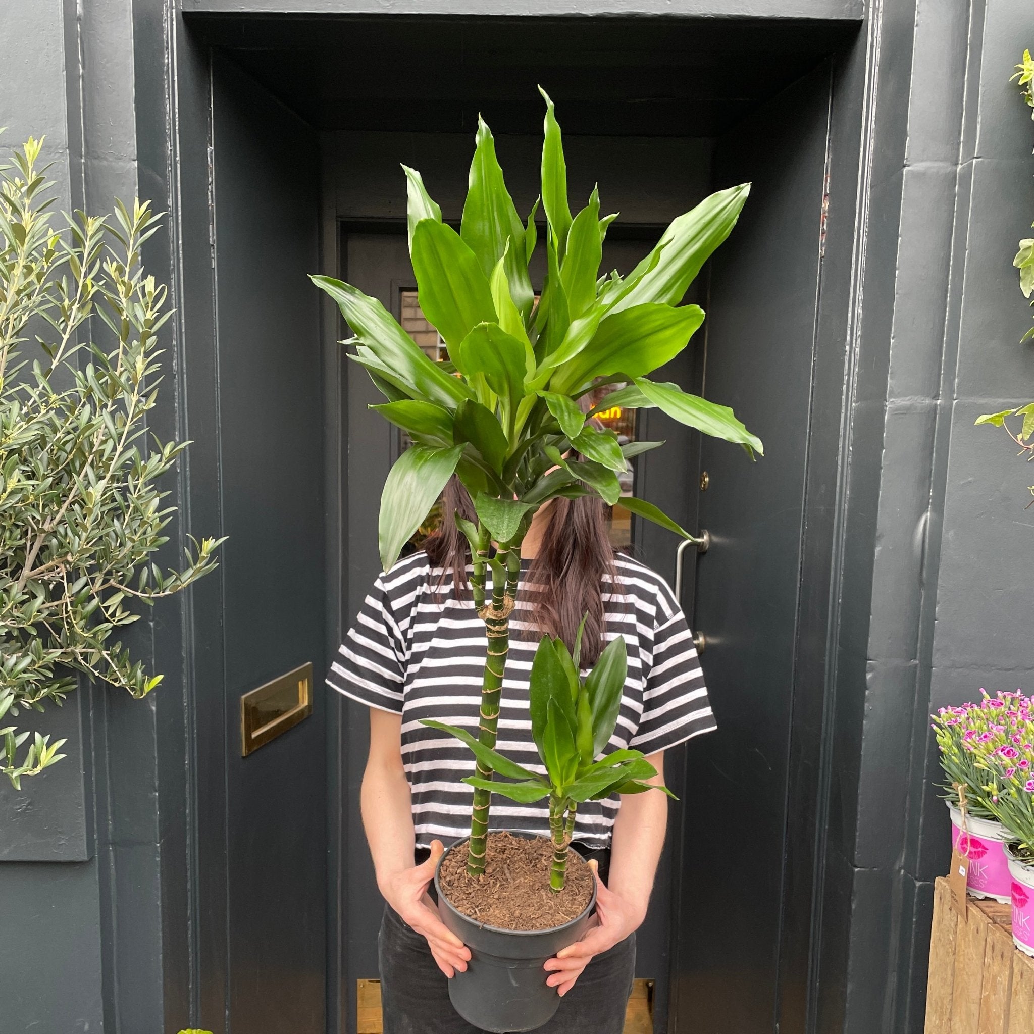 Dracaena ‘Janet Lind’ (100cm) - grow urban. UK