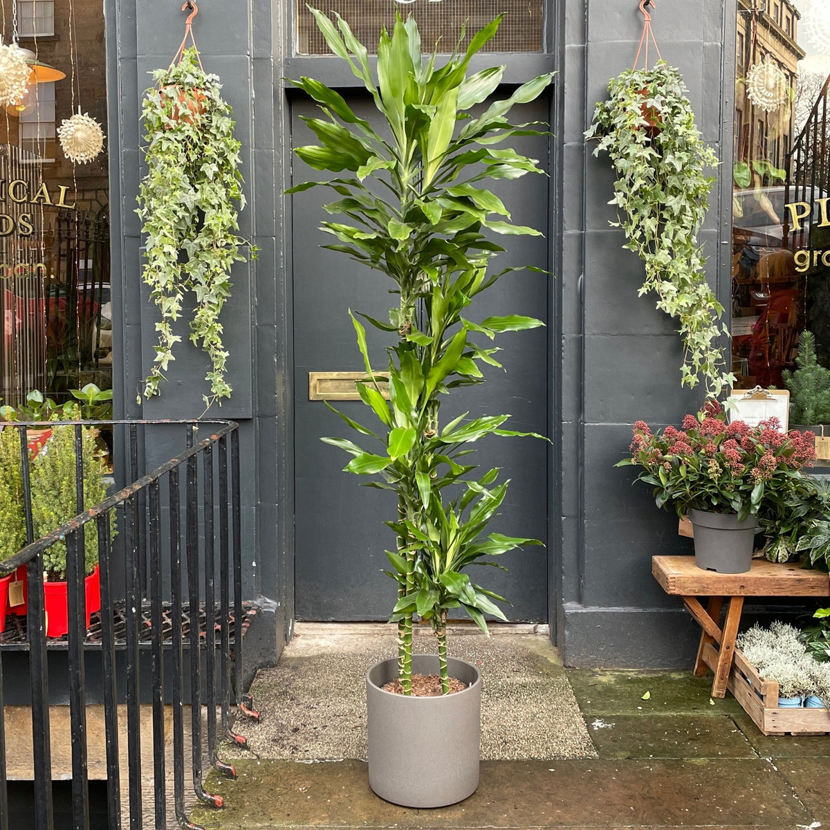 Dracaena 'Janet Lind' (180cm) | grow urban. Edinburgh