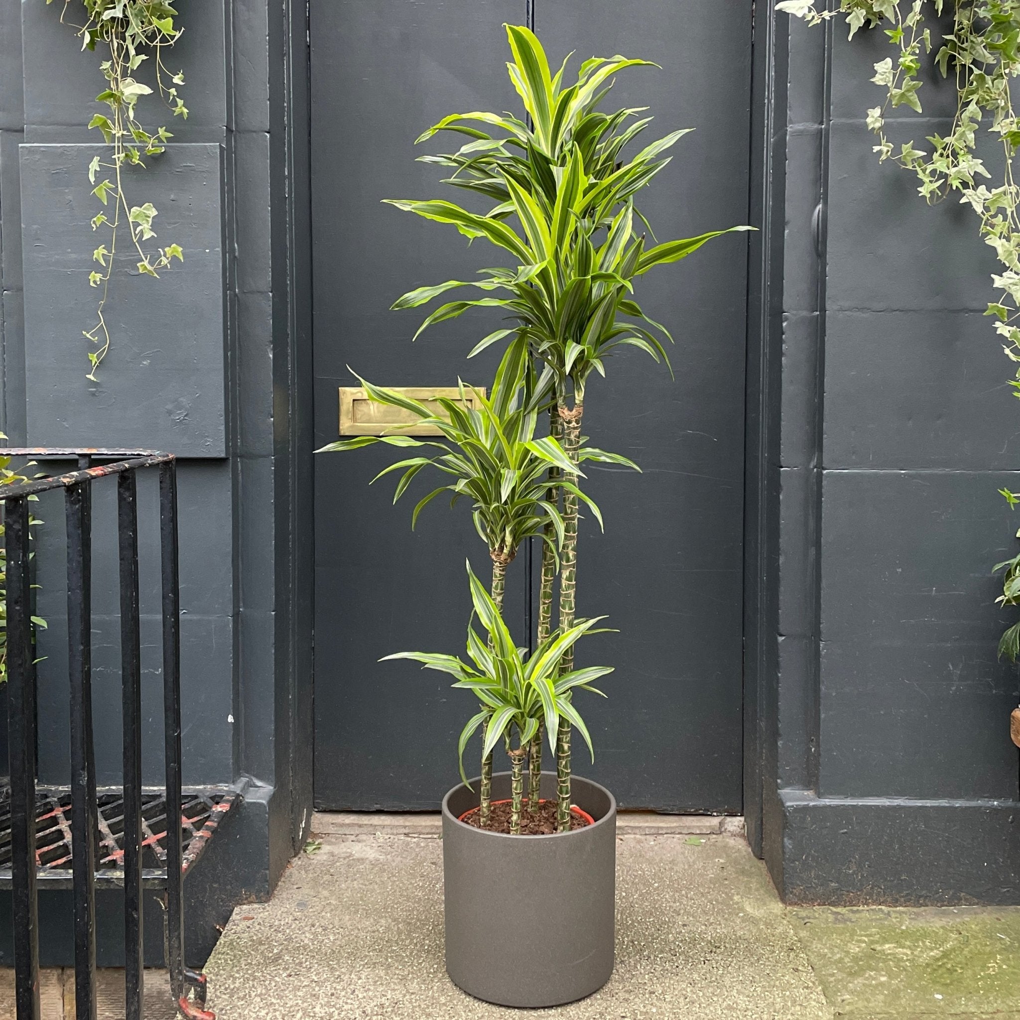 Dracaena ‘Lemon Lime’ (27cm pot) - grow urban. UK