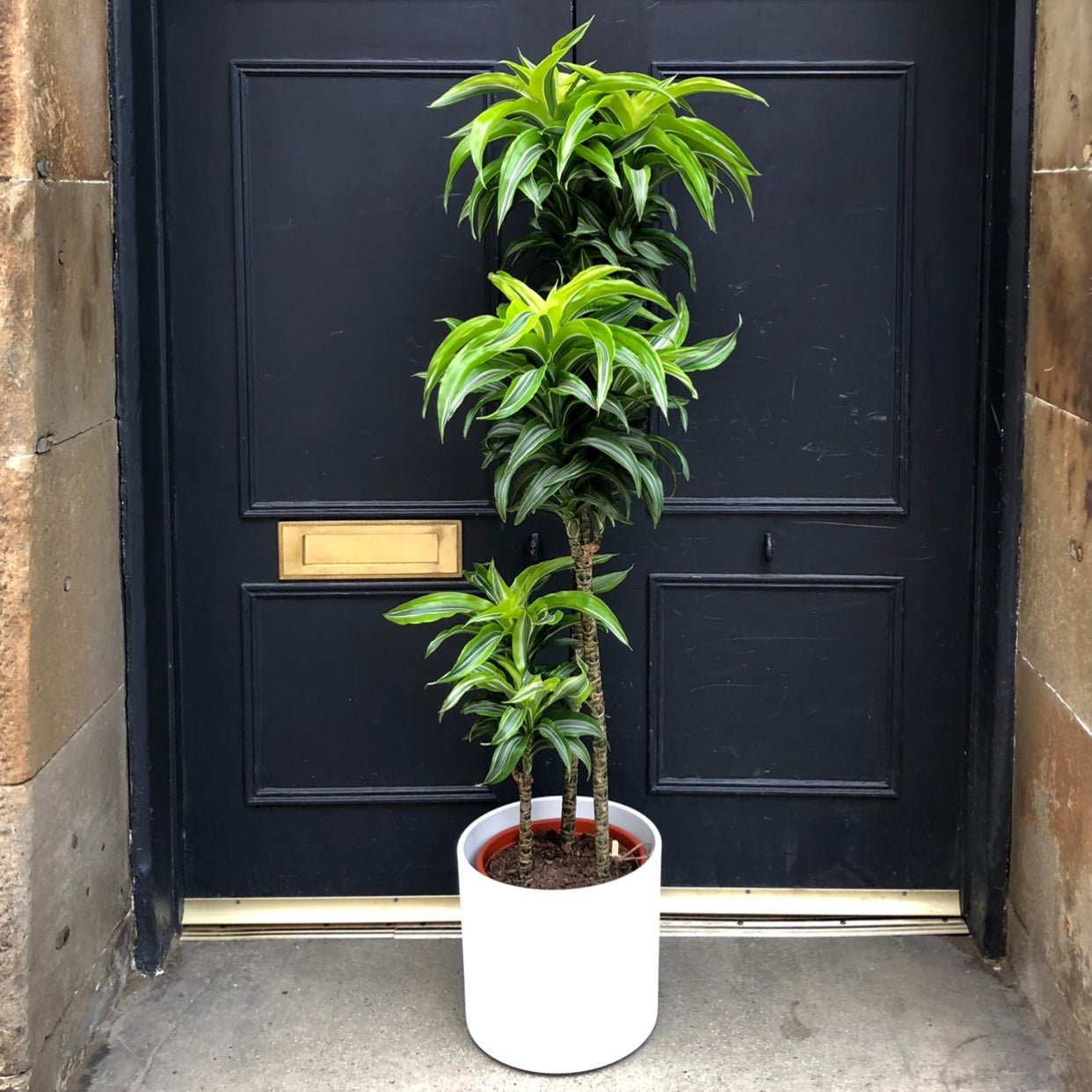Dracaena ‘Lemon Surprise’ (24cm pot) - grow urban. UK
