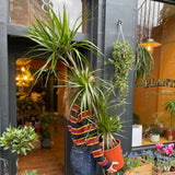 Dracaena marginata (24cm pot) - grow urban. UK