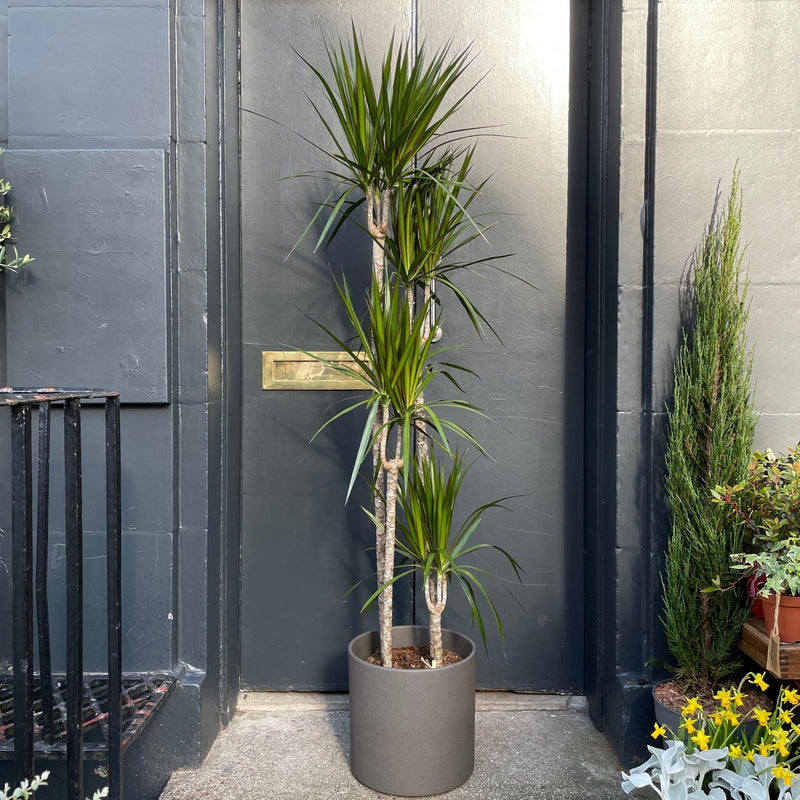 Dracaena marginata (190cm) - grow urban. UK