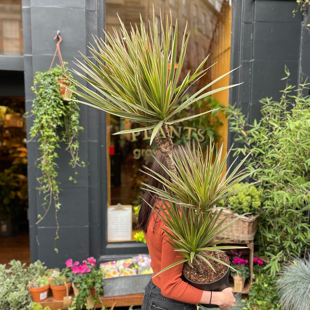 dracaena bicolour Dracaena marginata 'Bicolour' (21cm pot)