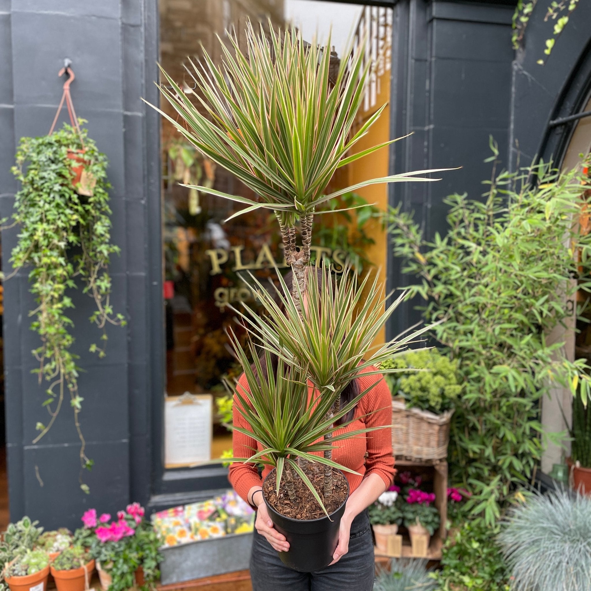 Dracaena marginata 'Bicolour' (21cm pot) - grow urban. UK