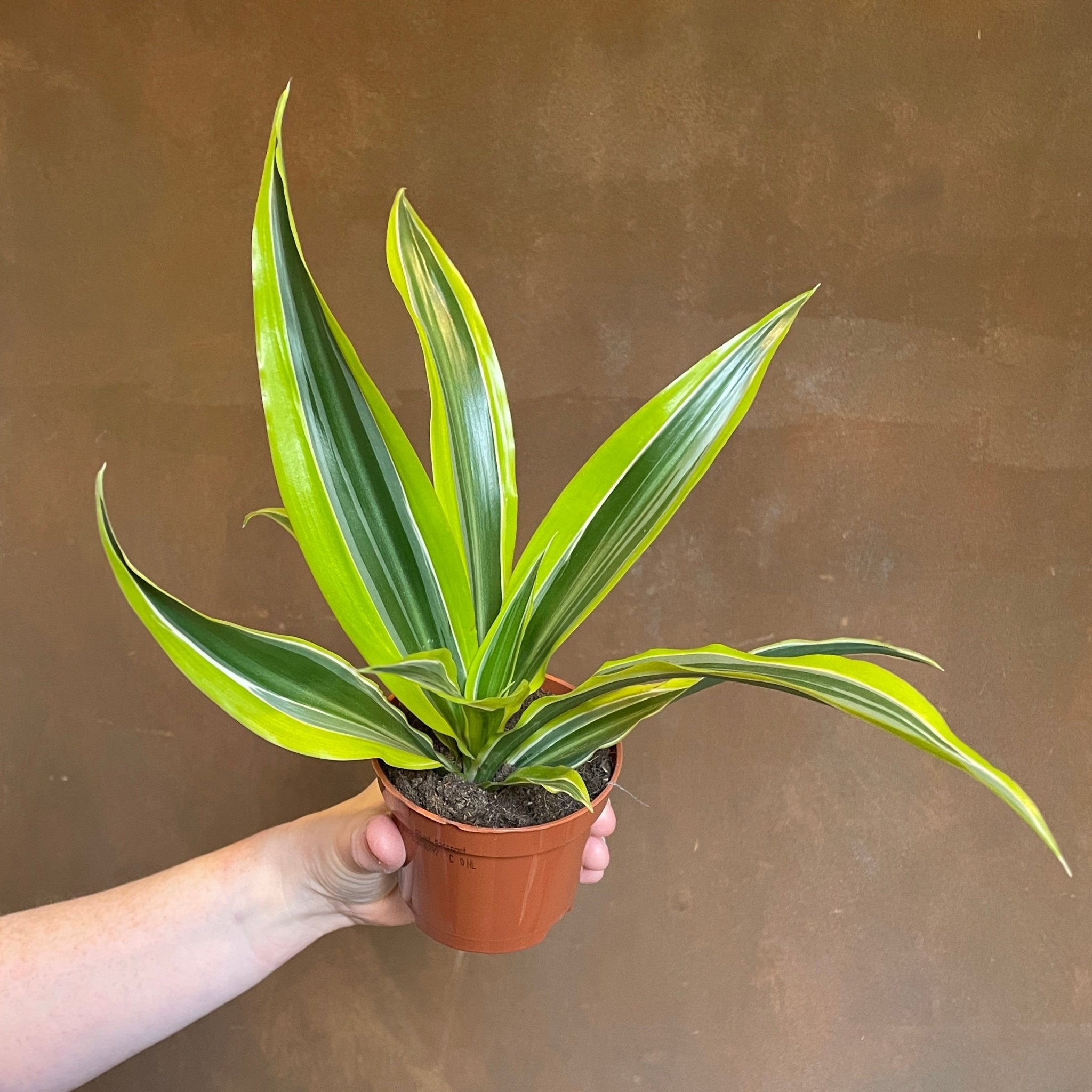 Dracaena ‘Mix (Lucky Dip) - grow urban. UK