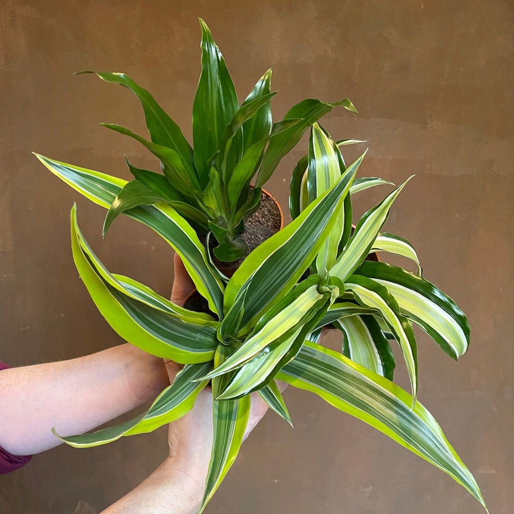 Dracaena 'Mix' (lucky dip)