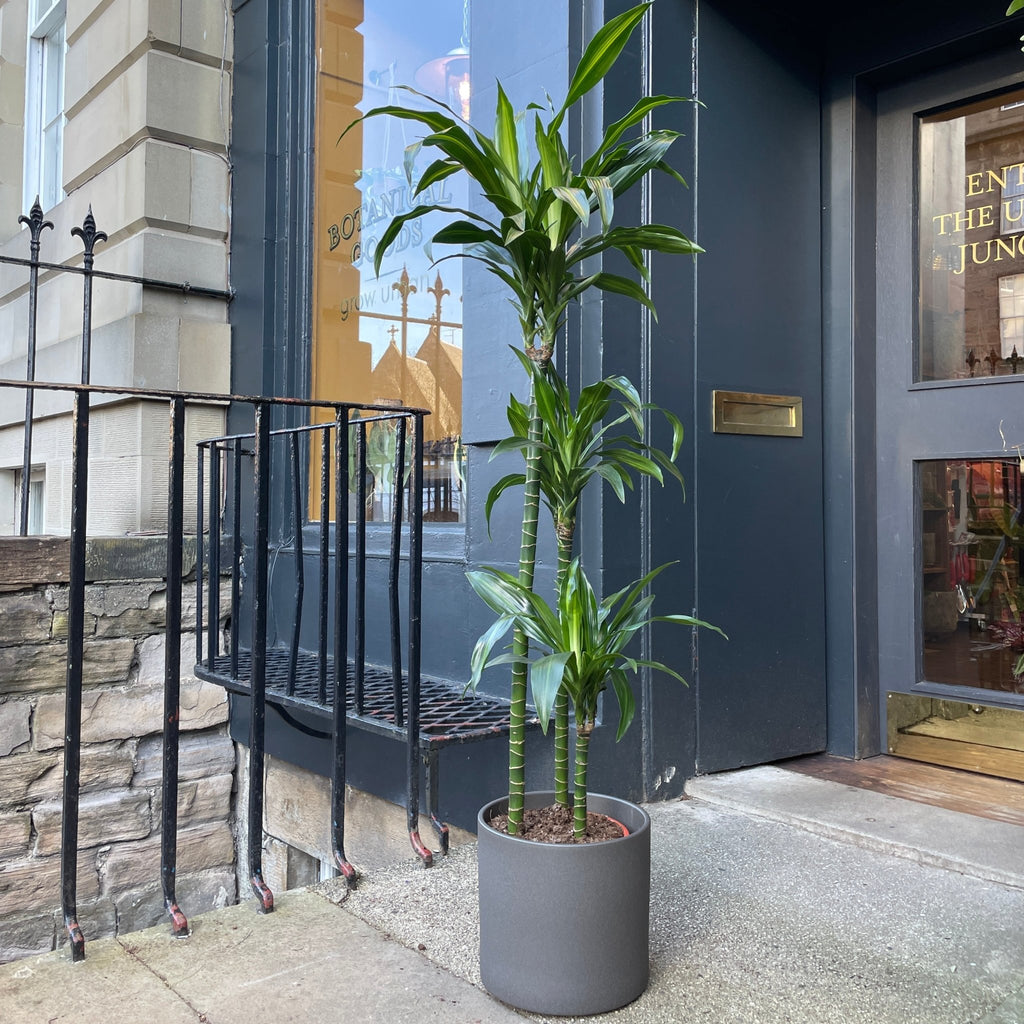 Dracaena 'Paloma' (140cm) | grow urban. Edinburgh