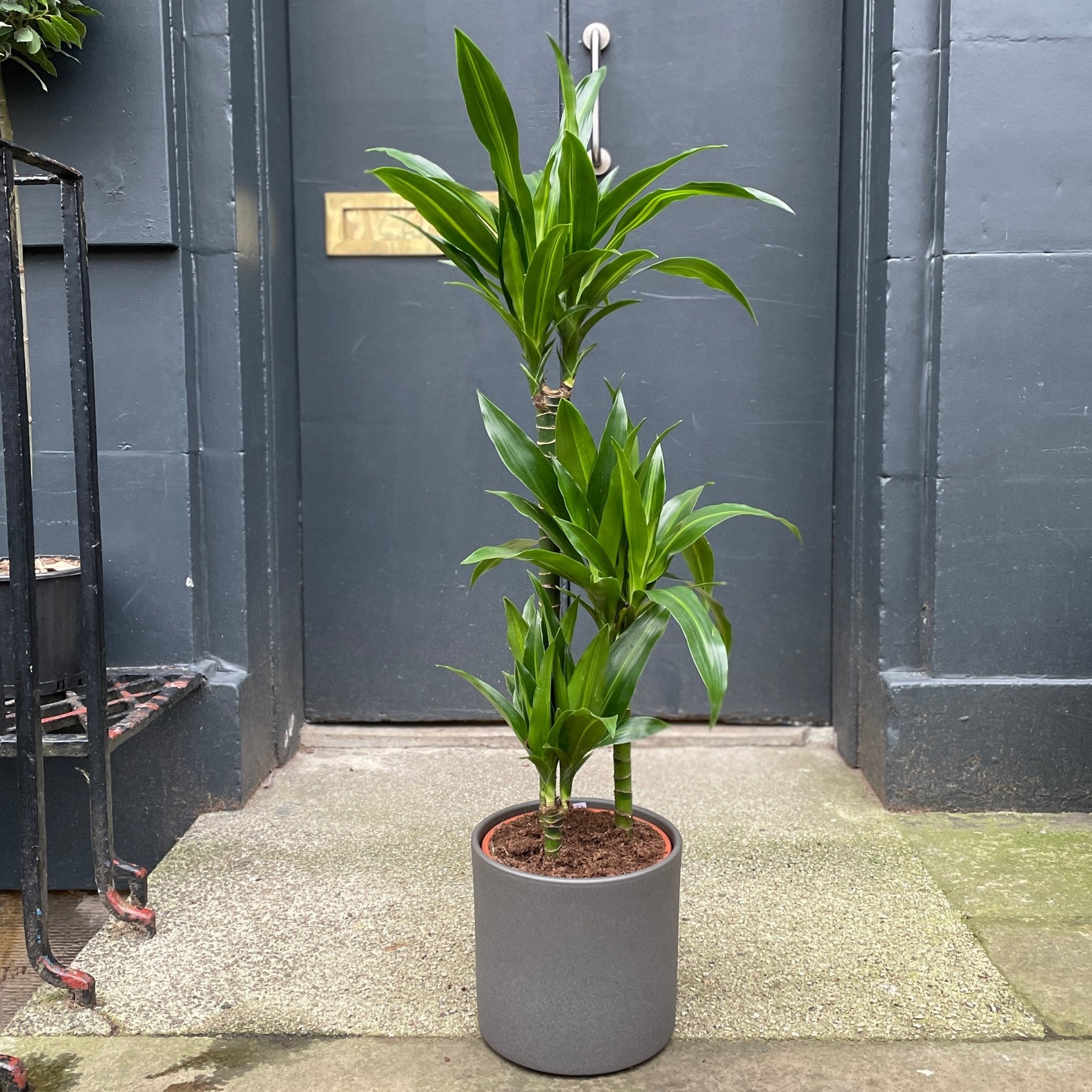 Dracaena ‘Paloma’ (110cm) - grow urban. UK