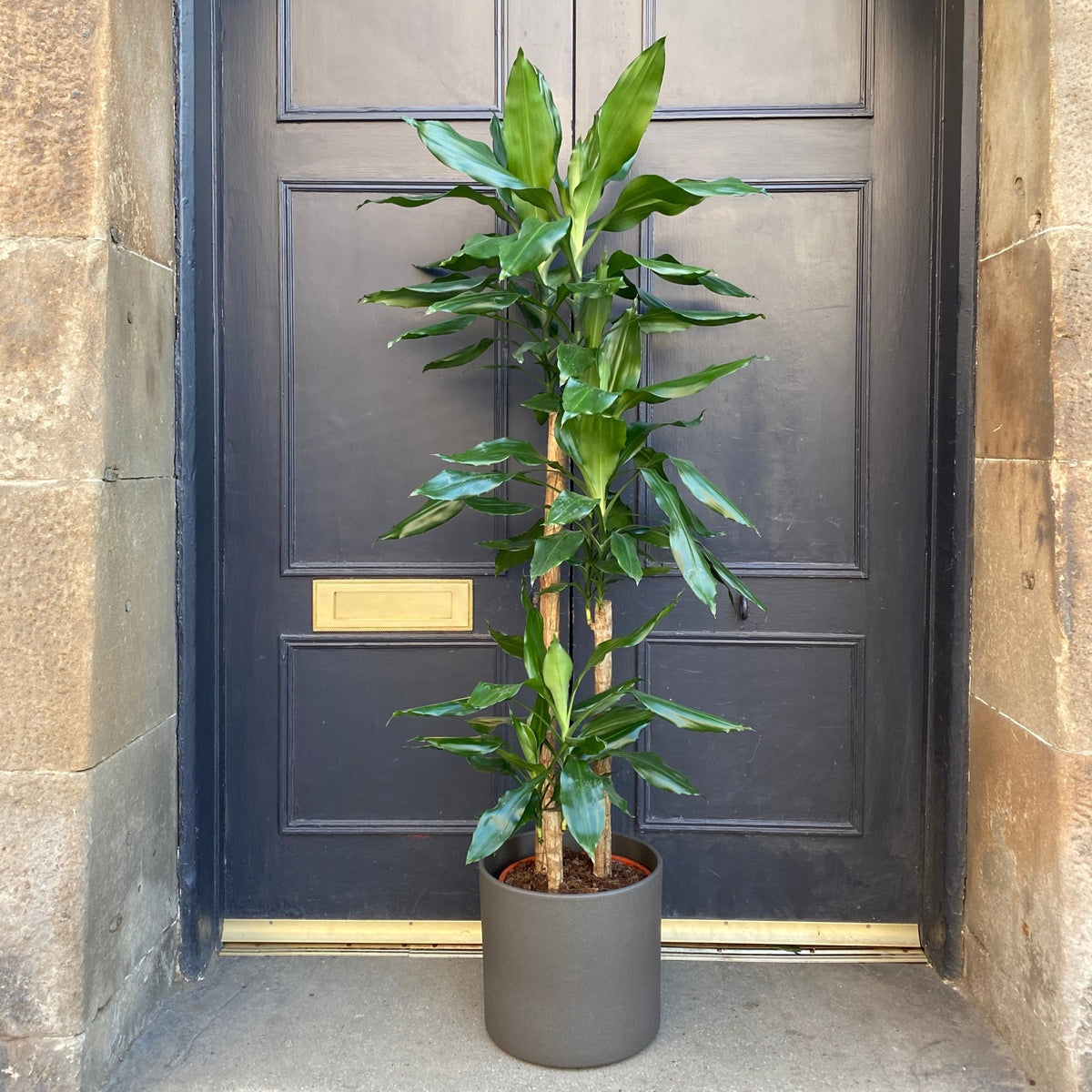 dracaena steudneri cintho Dracaena steudneri