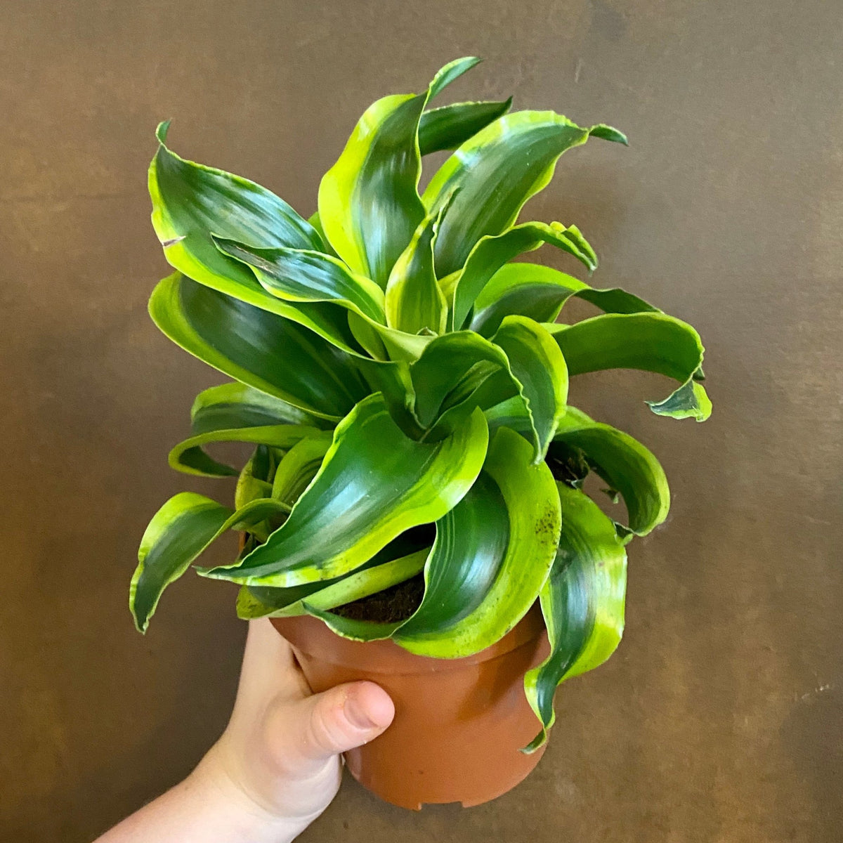 dracaena tornado plant care Dracaena 'Tornado'