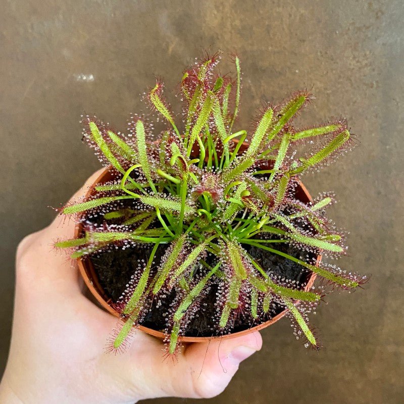 Drosera capensis Cape Sundew grow urban. Edinburgh