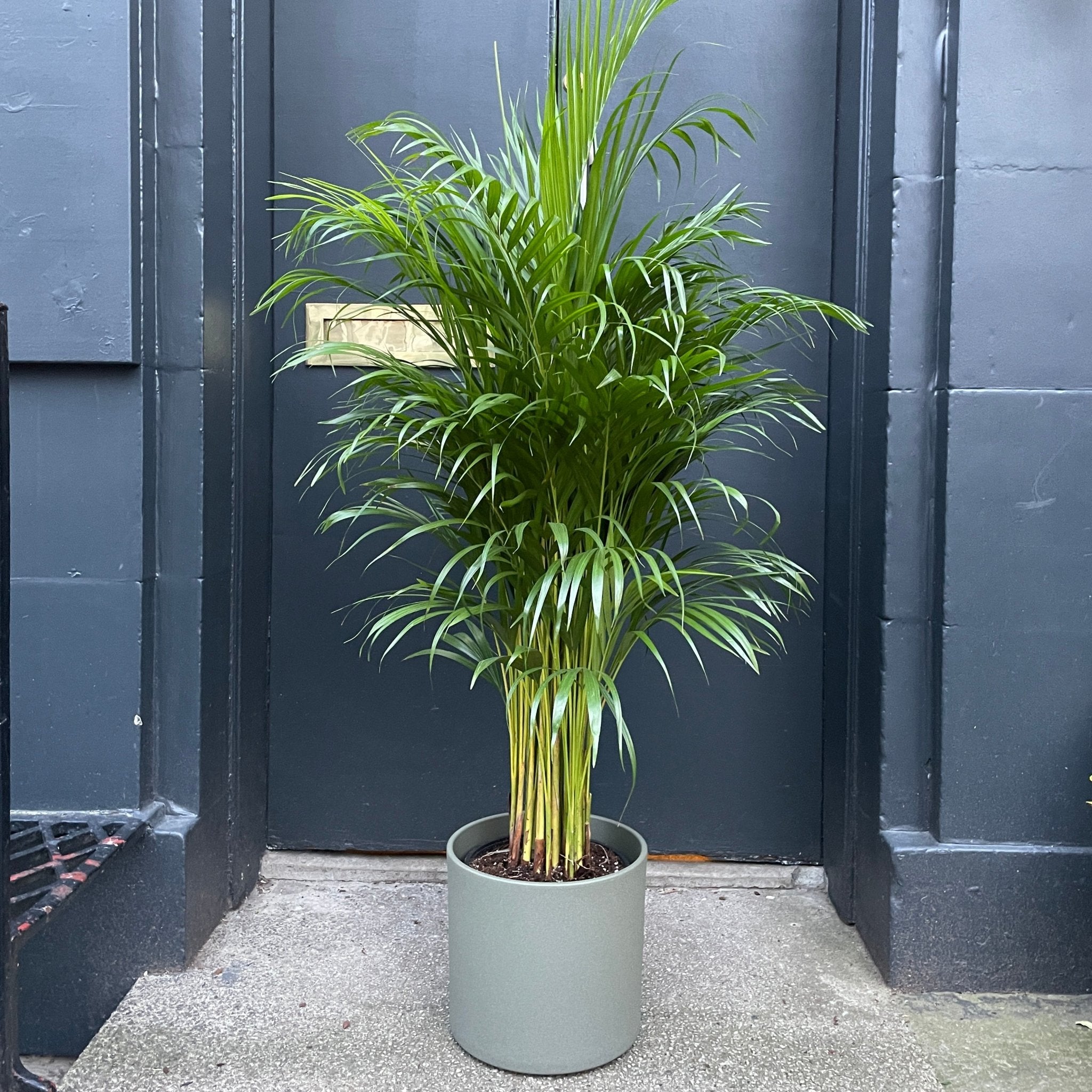 Dypsis lutescens (125cm) - grow urban. UK