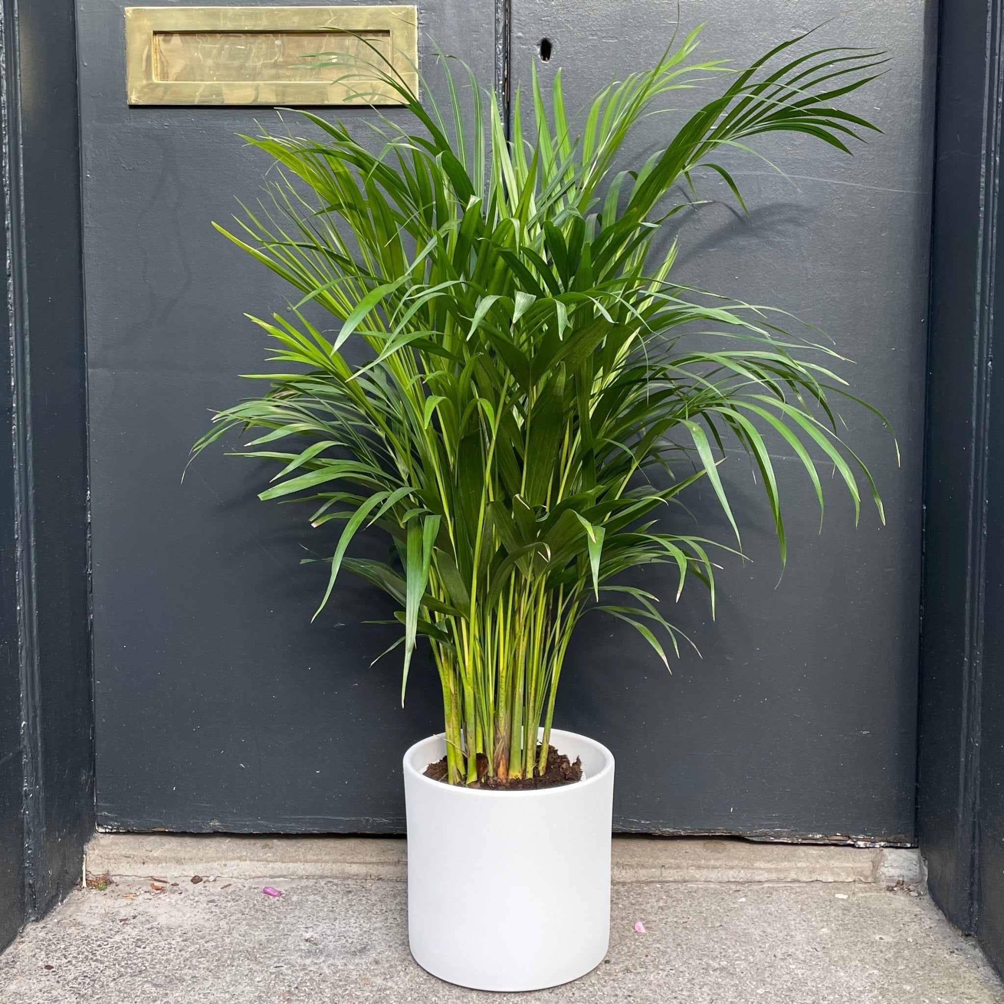 Dypsis lutescens (19cm pot) - grow urban. UK