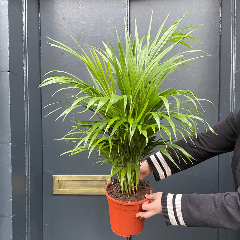 Dypsis lutescens (19cm pot/80cm height) - grow urban. UK
