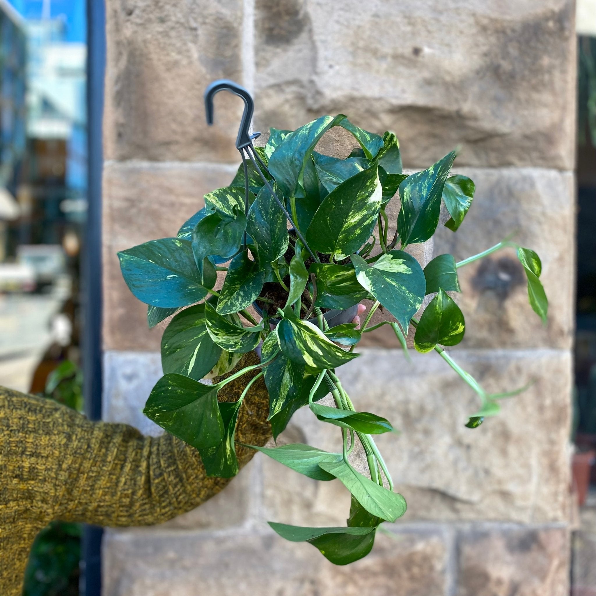 Epipremnum aureum (15cm hangpot) - grow urban. UK