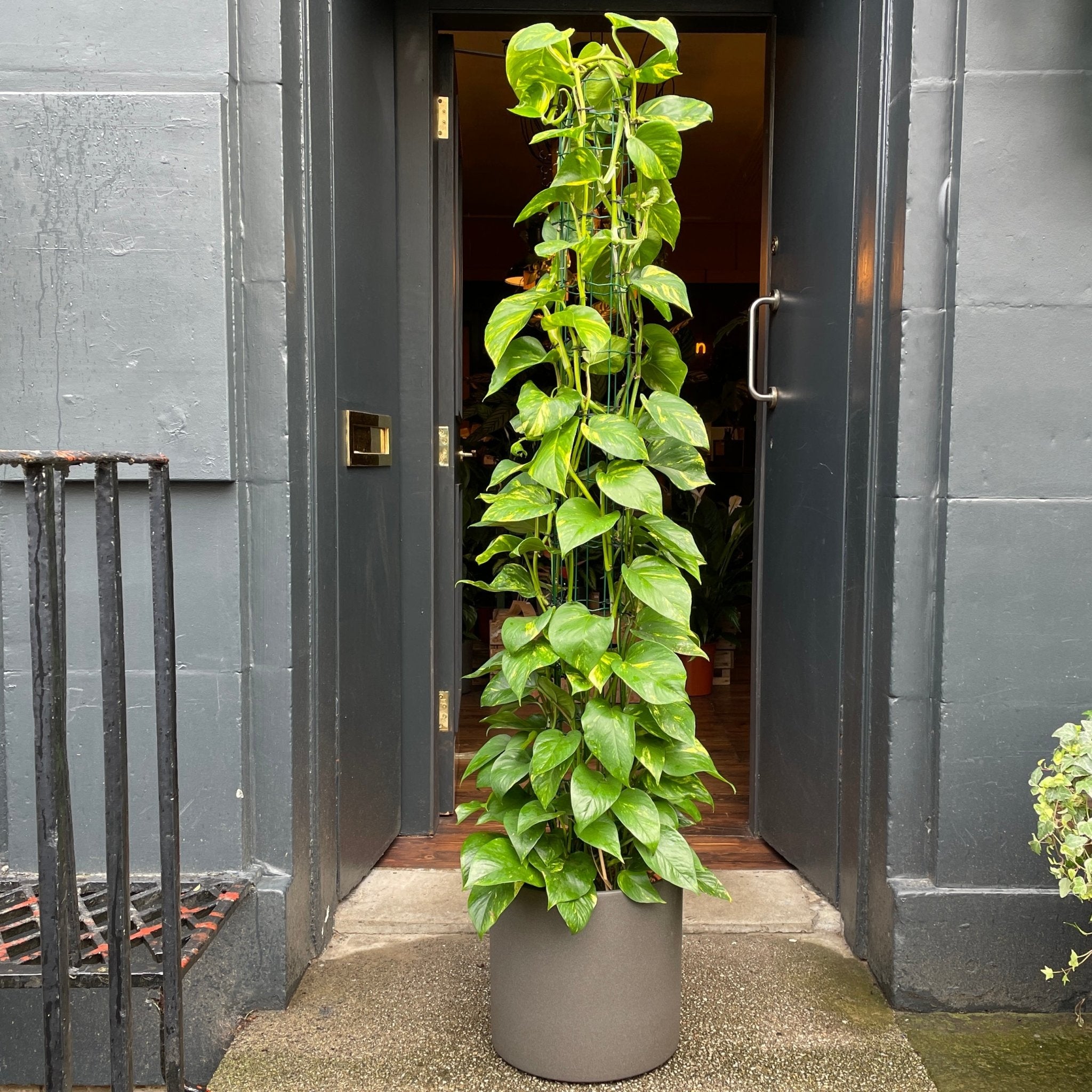 Epipremnum aureum (160cm) - grow urban. UK