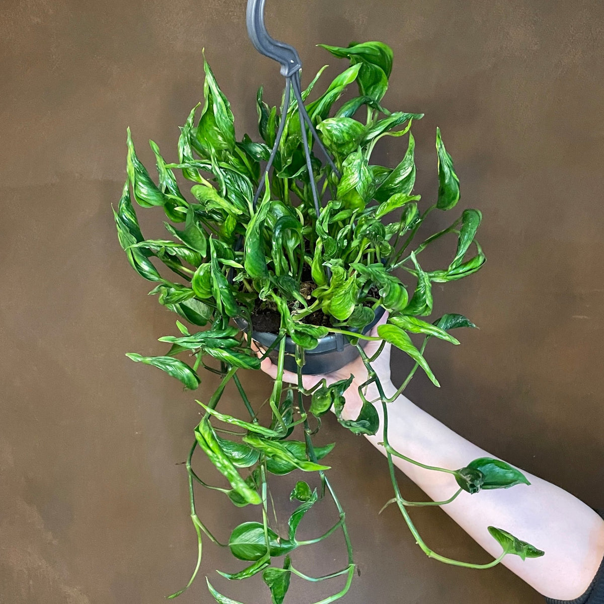 godzilla pothos Epipremnum 'Shangri La' | Sleeping Pothos