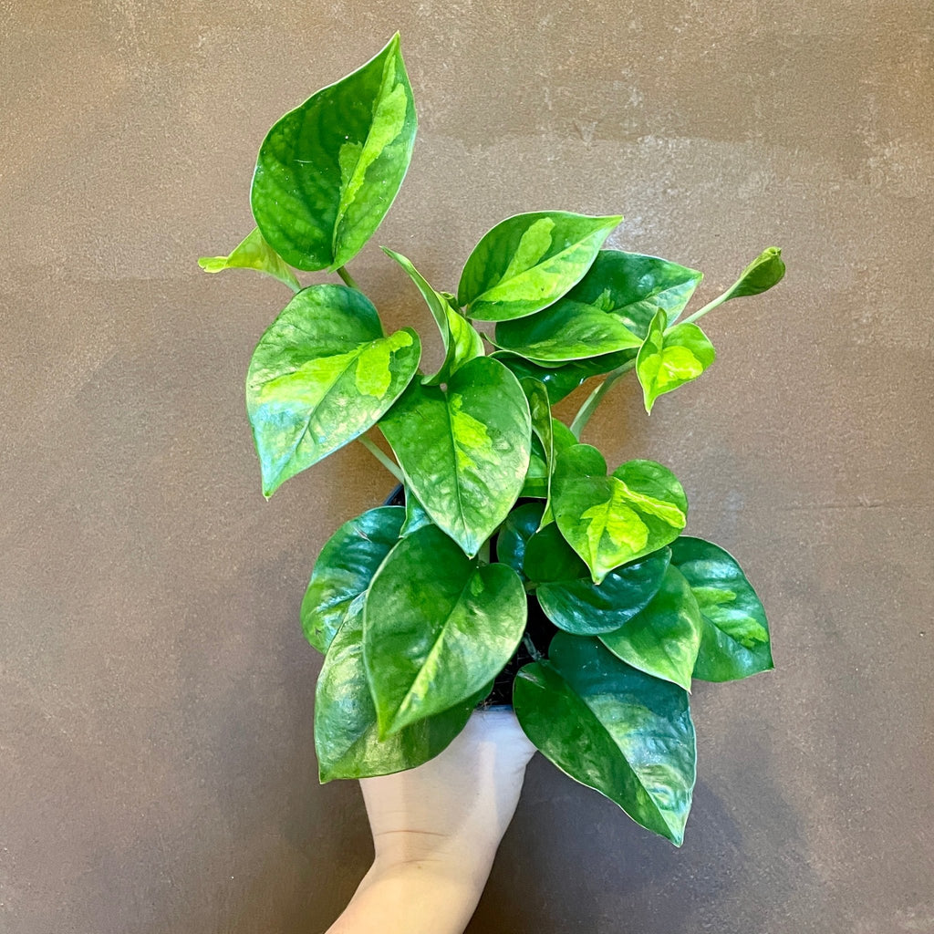 Epipremnum 'Global Green'
