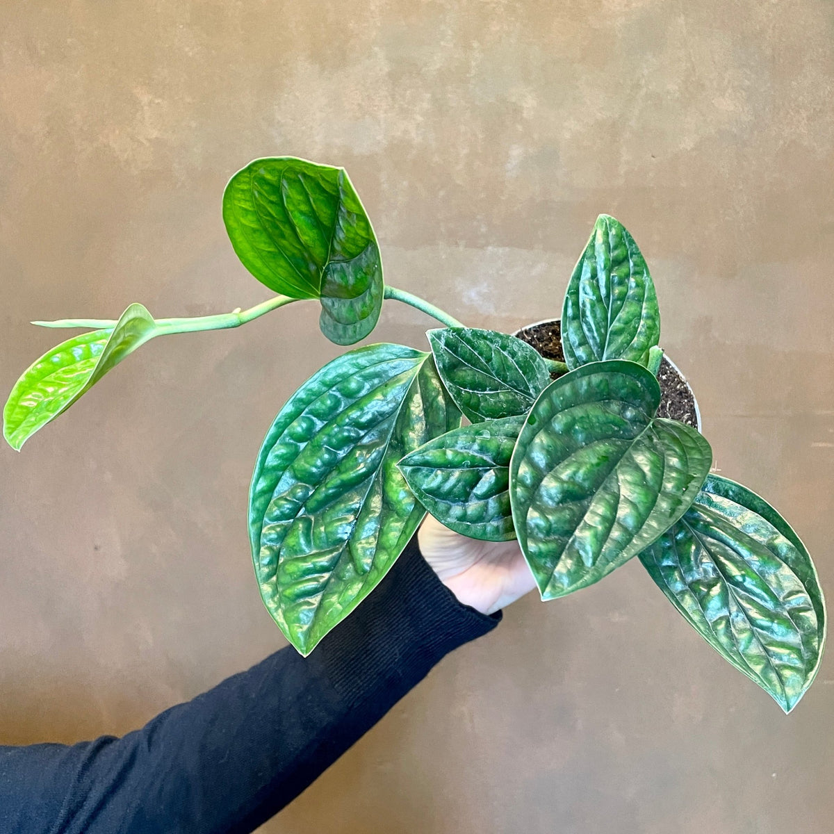 marble planet pothos Epipremnum 'Marble Planet'
