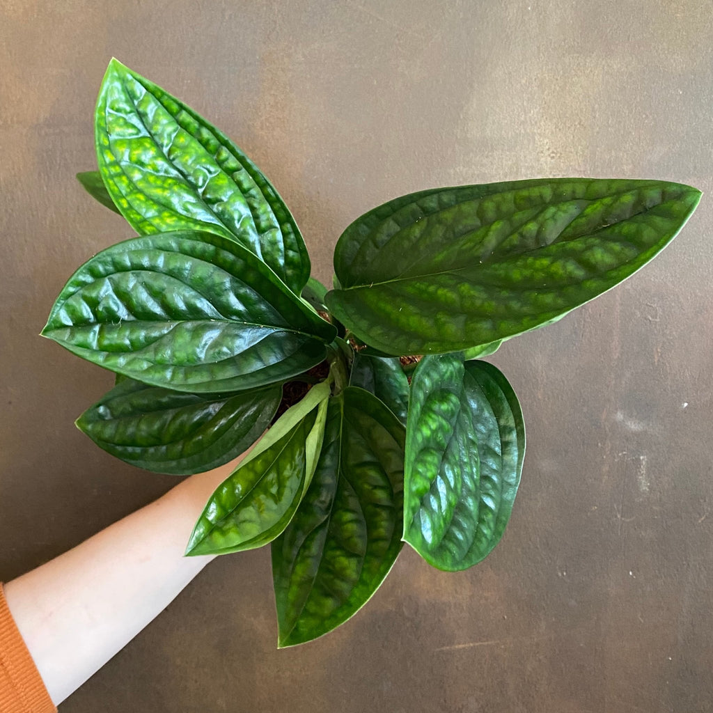 Epipremnum 'Marble Planet' | Monstera Peru