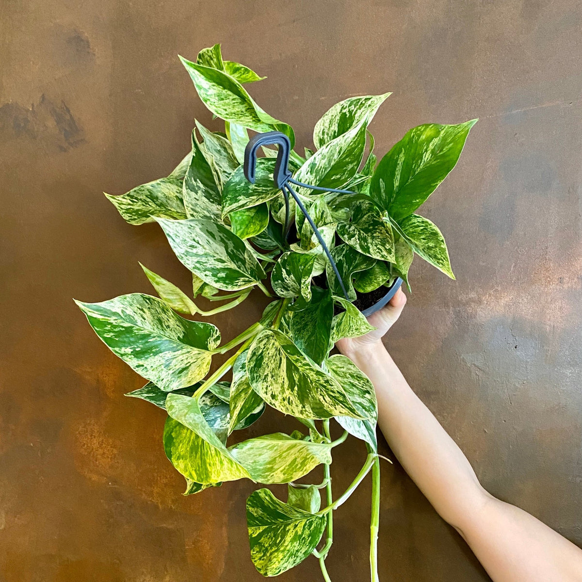 30 45cm marble queen pothos epipremnum in hanging 15cm pot Epipremnum 'Marble Queen' (hangpot)