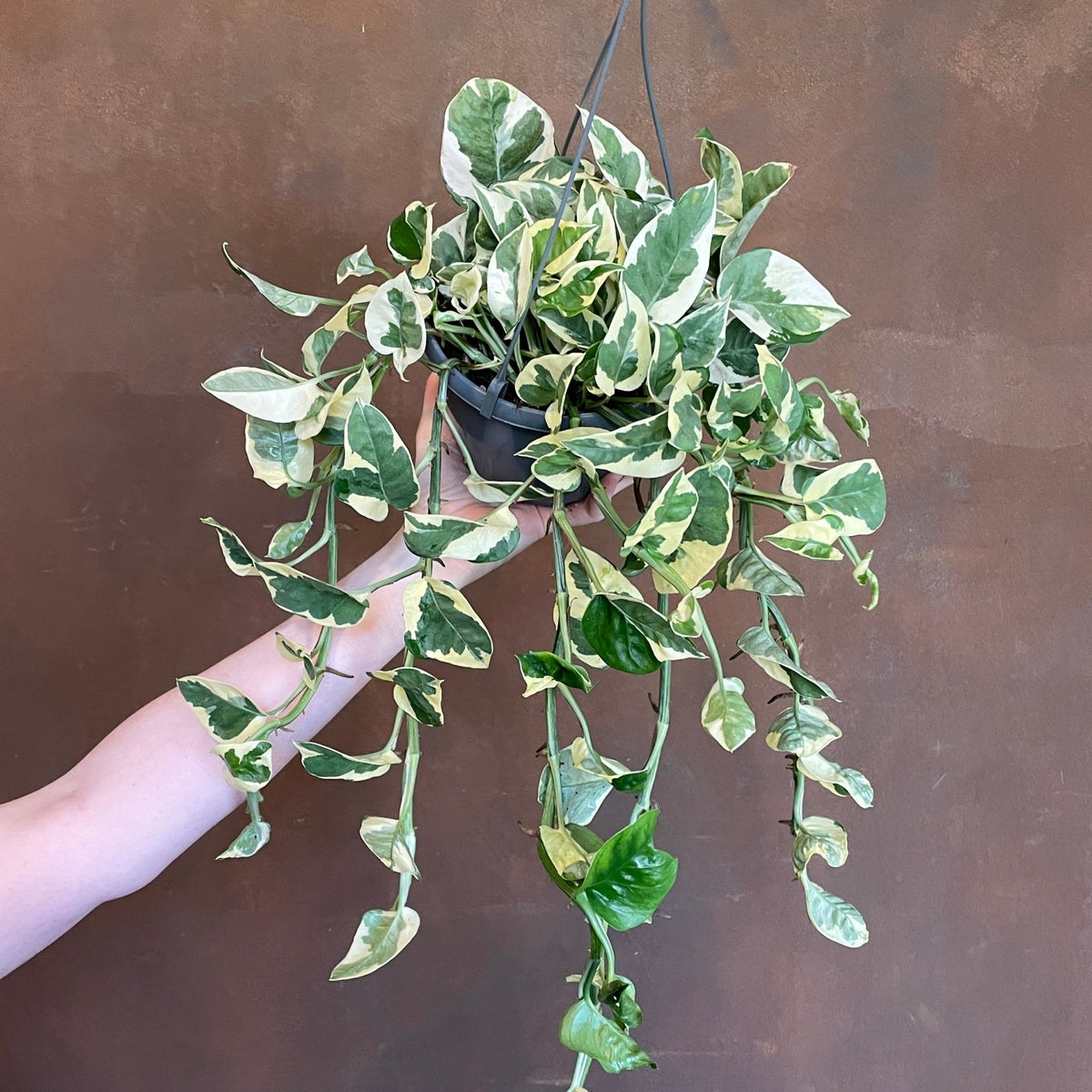 epipremnum pothos n'joy Epipremnum 'N'Joy' (hangpot)