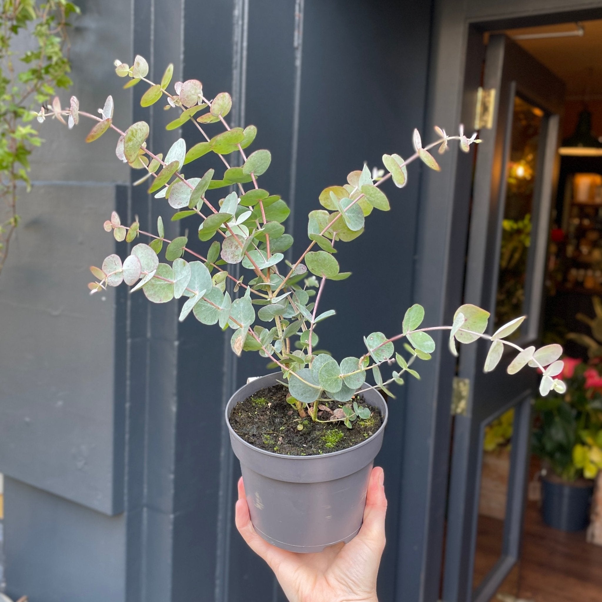 Eucalyptus cinerea 'Silver Dollar' - grow urban. UK