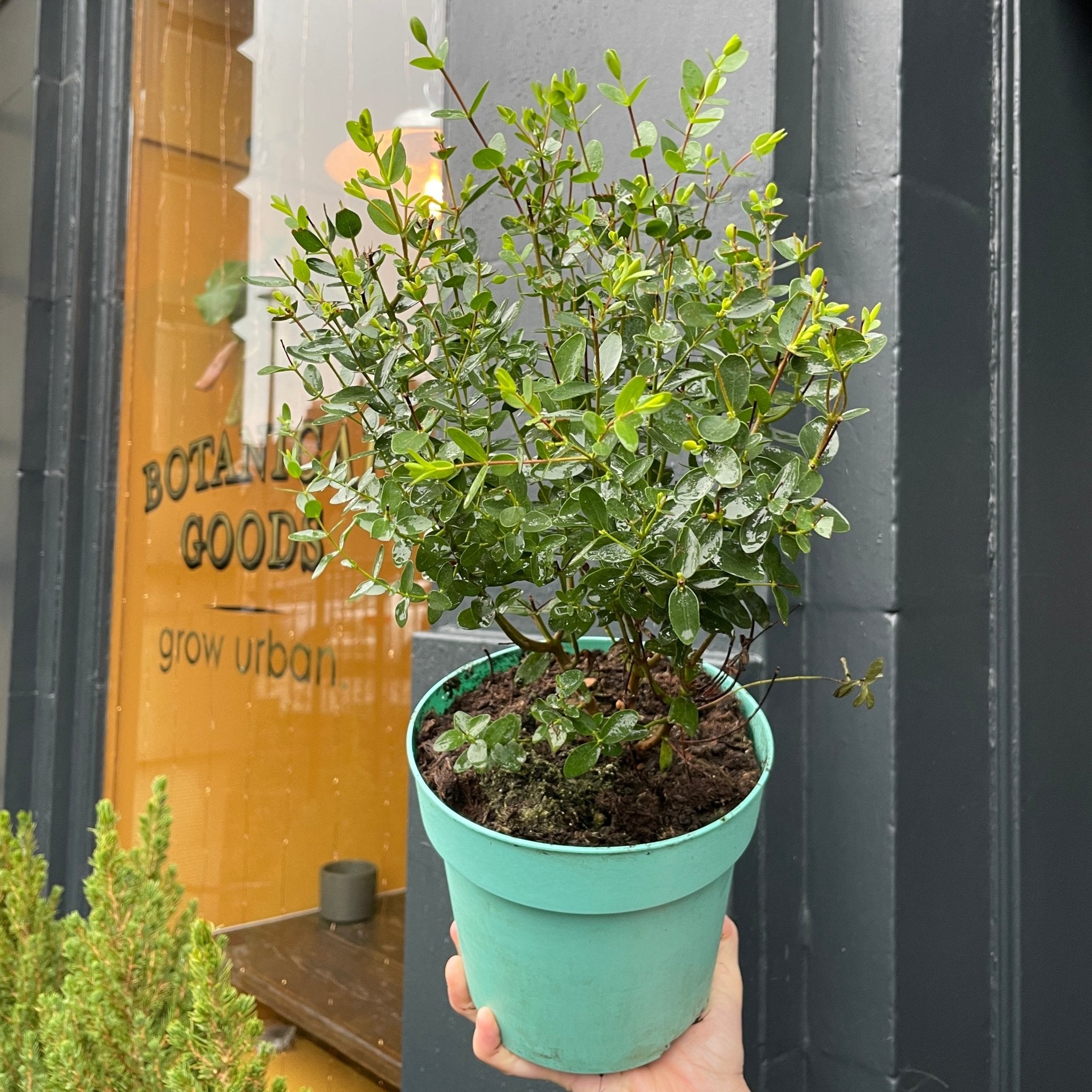 Eucalyptus parvifolia - grow urban. UK