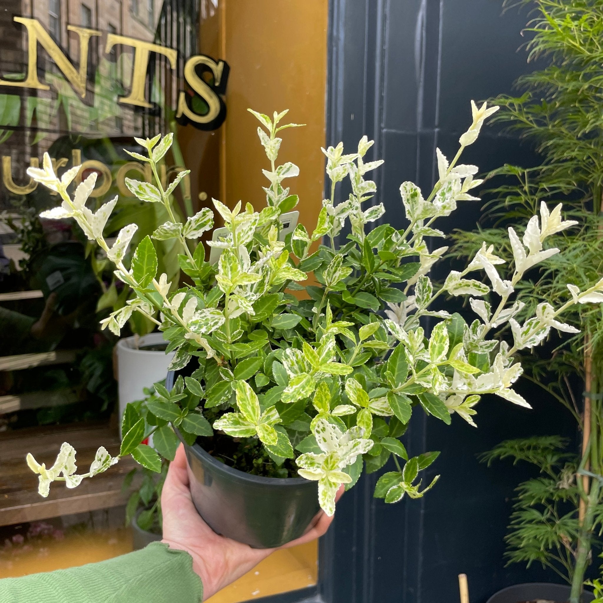Euonymus fortunei 'Harlequin' - grow urban. UK