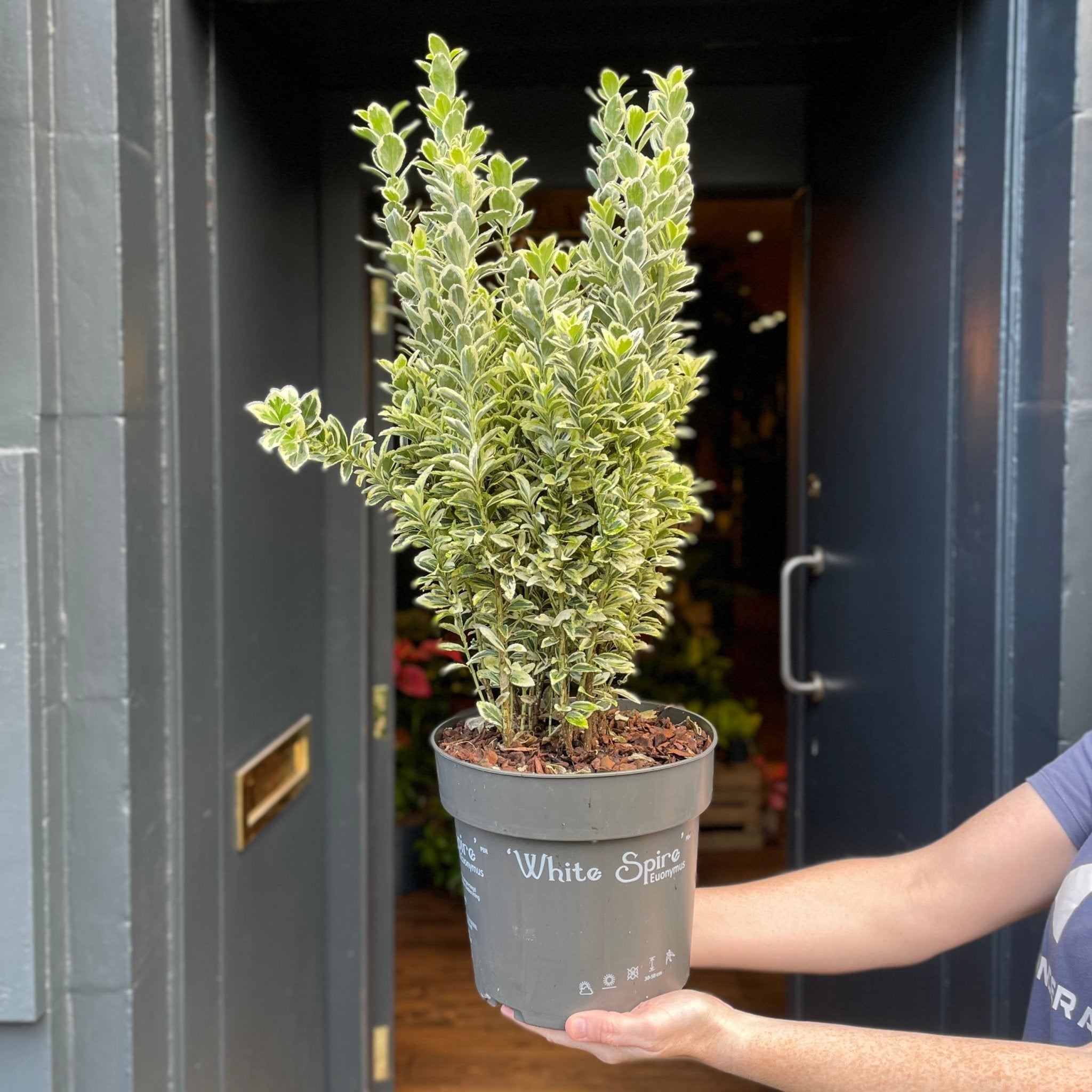Euonymus 'White Spire' (21cm pot) - grow urban. UK