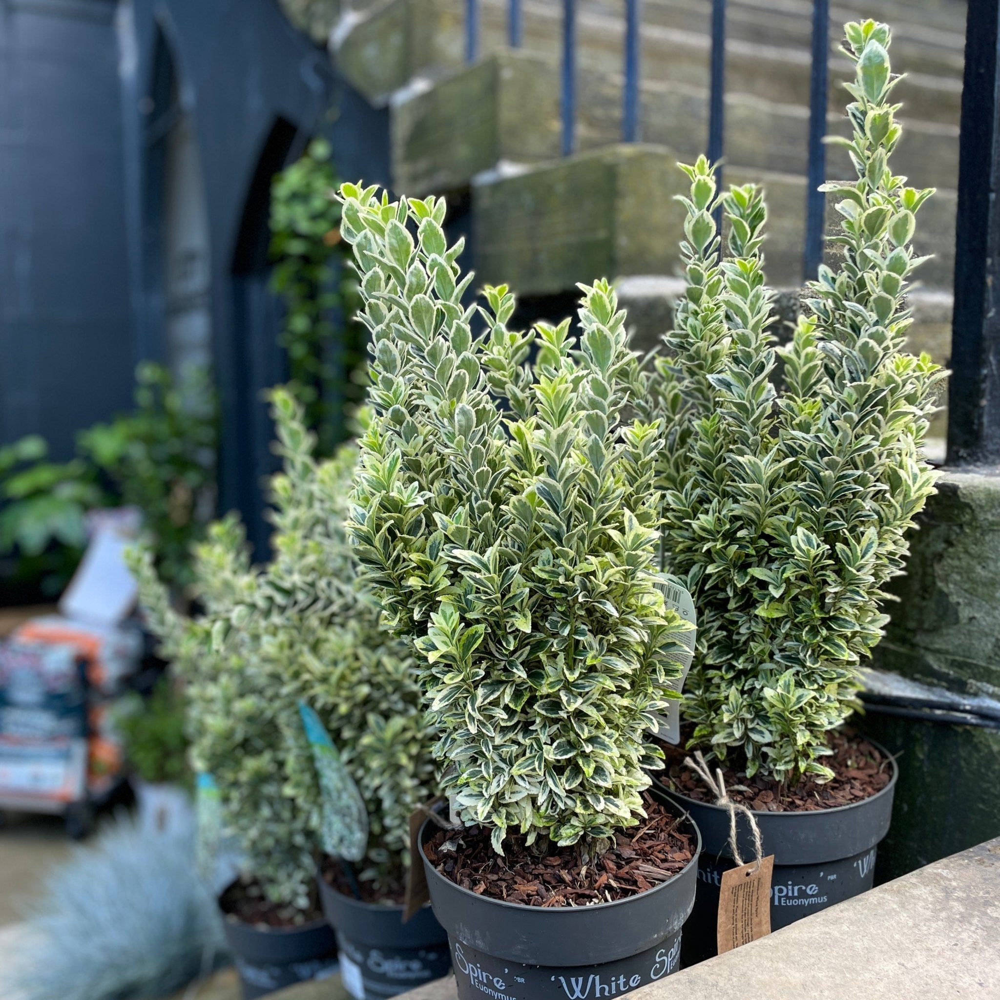 Euonymus 'White Spire' (21cm pot) - grow urban. UK