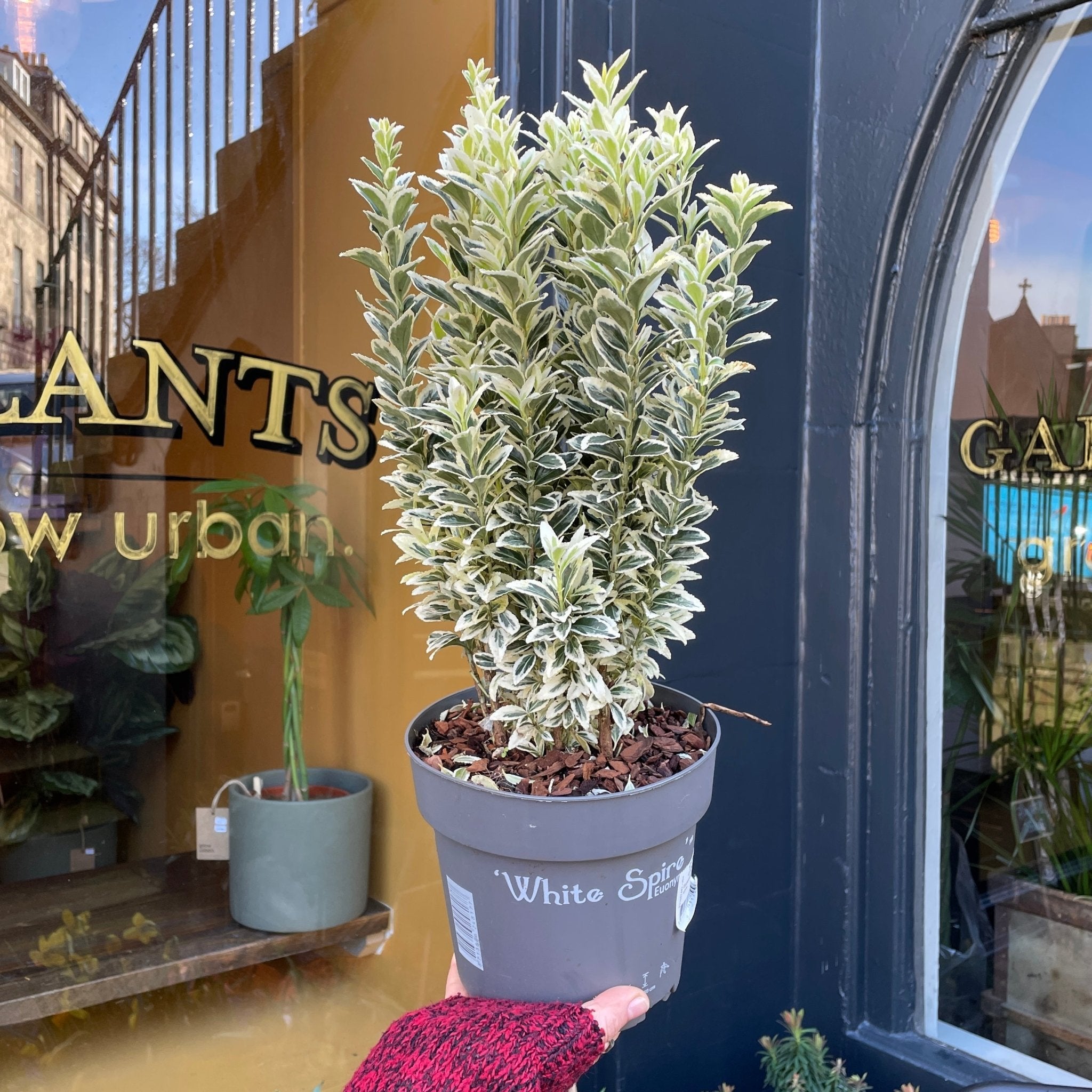 Euonymus 'White Spire' - grow urban. UK