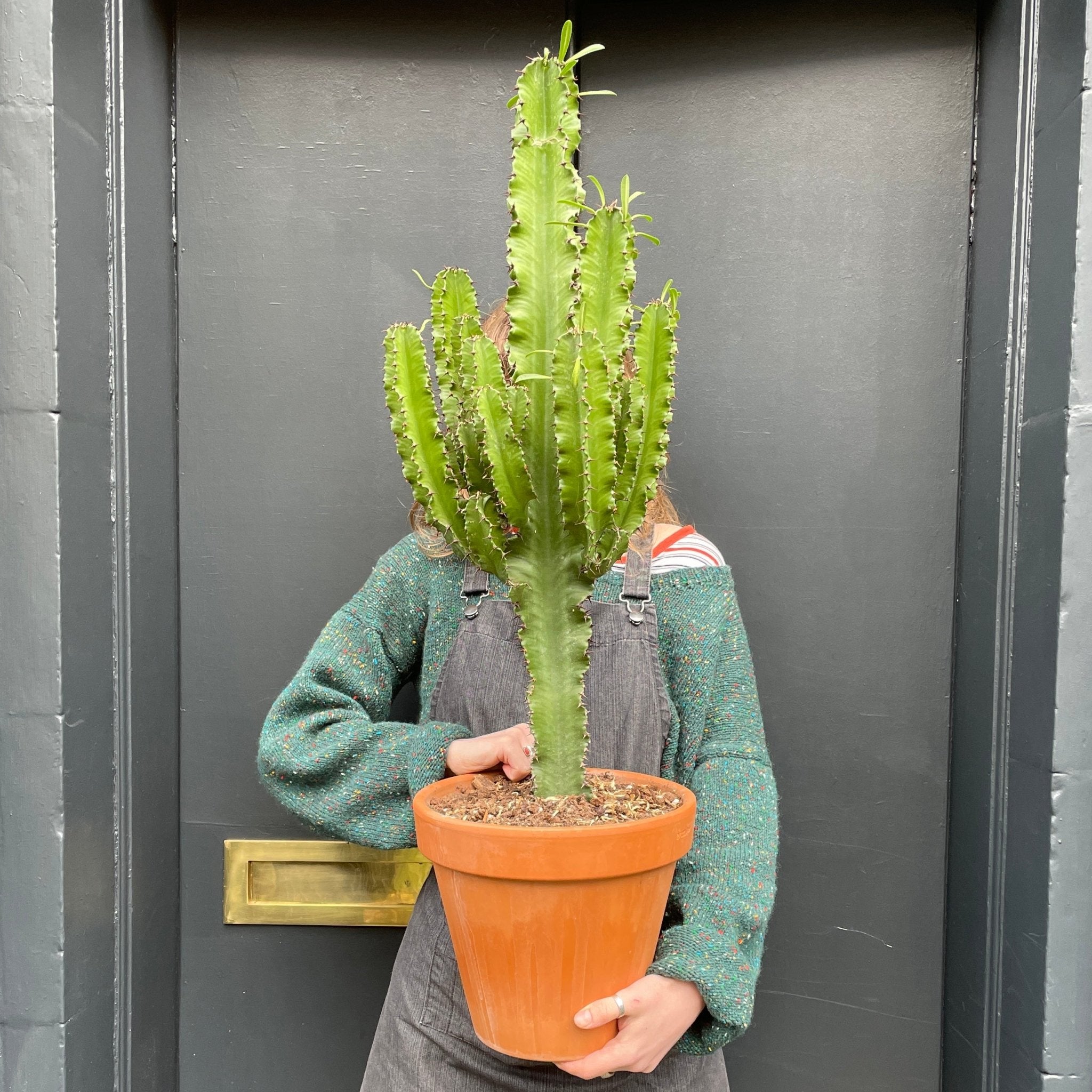 Euphorbia abyssinica (27cm pot) - grow urban. UK