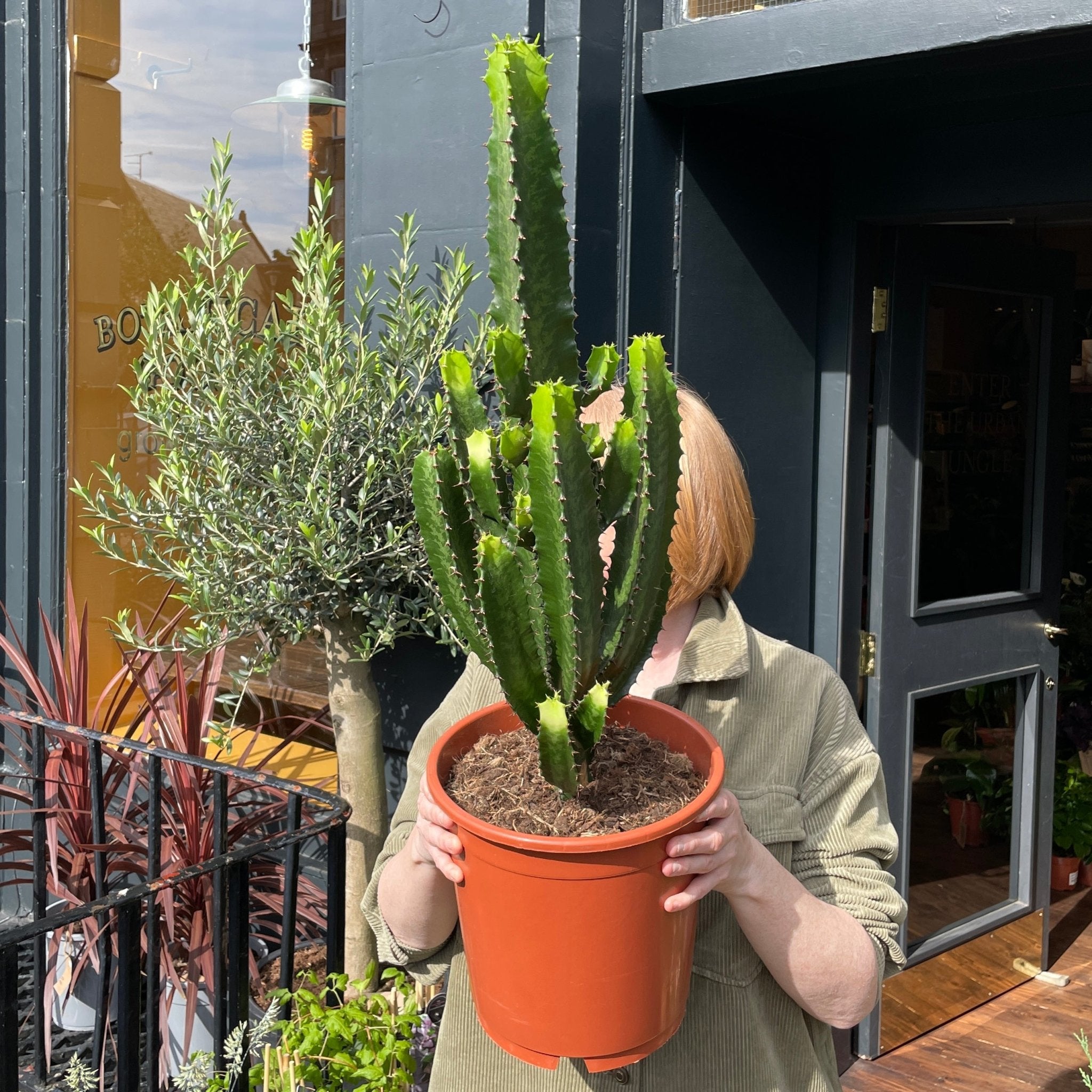 Euphorbia acrurensis (24cm pot) - grow urban. UK