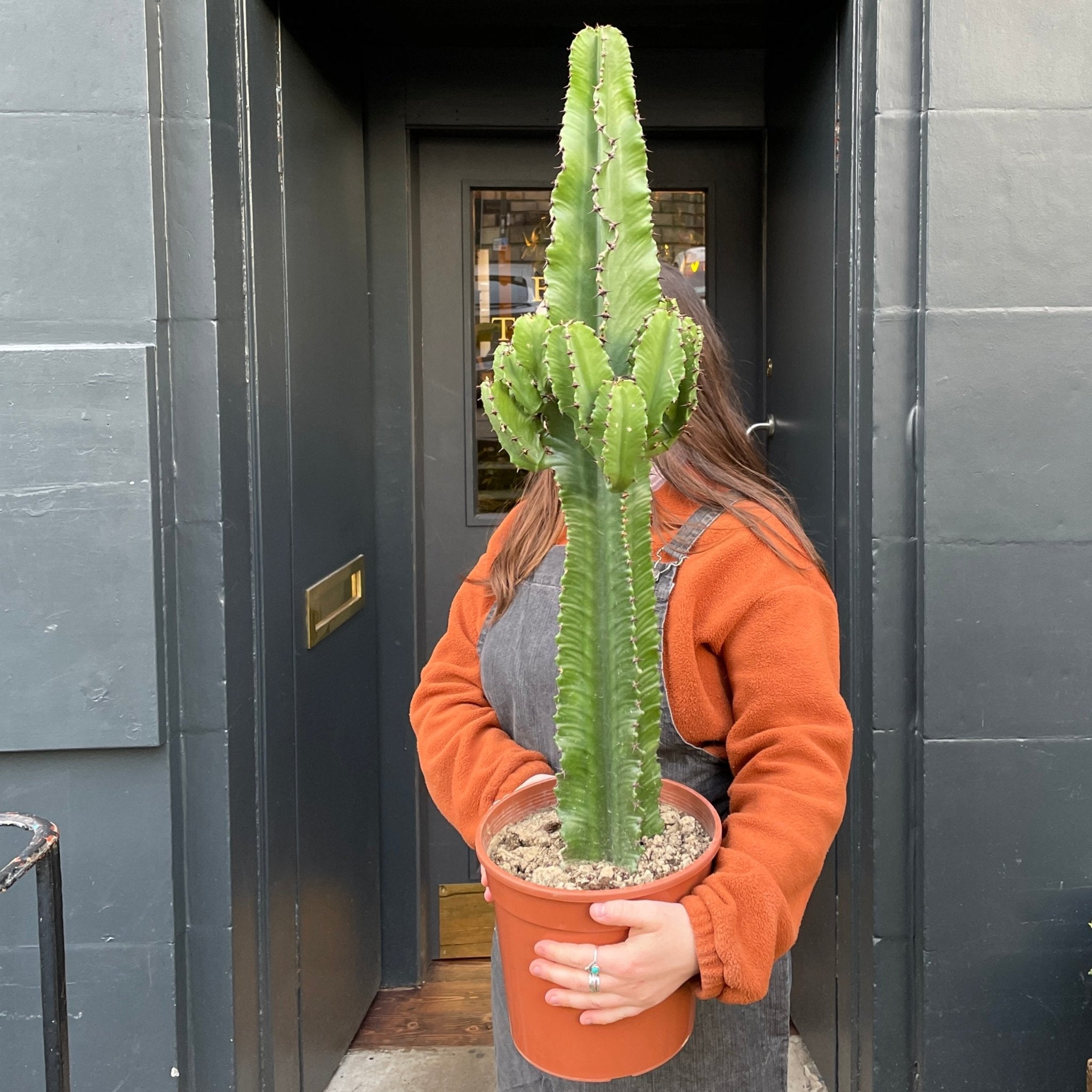 Euphorbia eritrea (24cm pot) - grow urban. UK