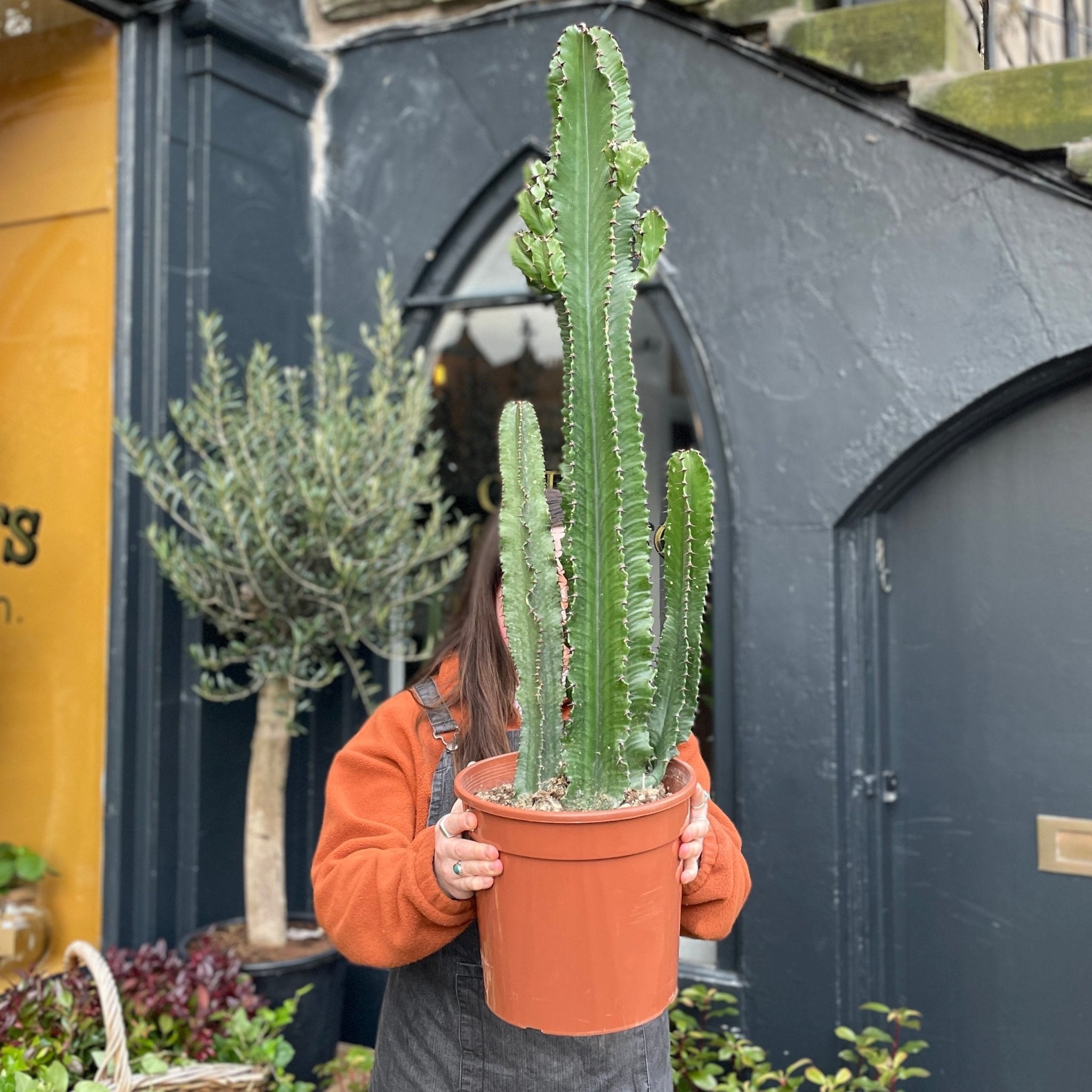 Euphorbia eritrea (27cm pot) - grow urban. UK